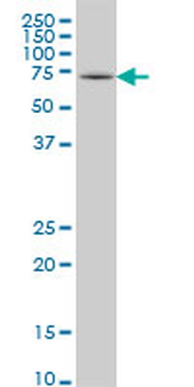 HSPA2 Antibody in Western Blot (WB)