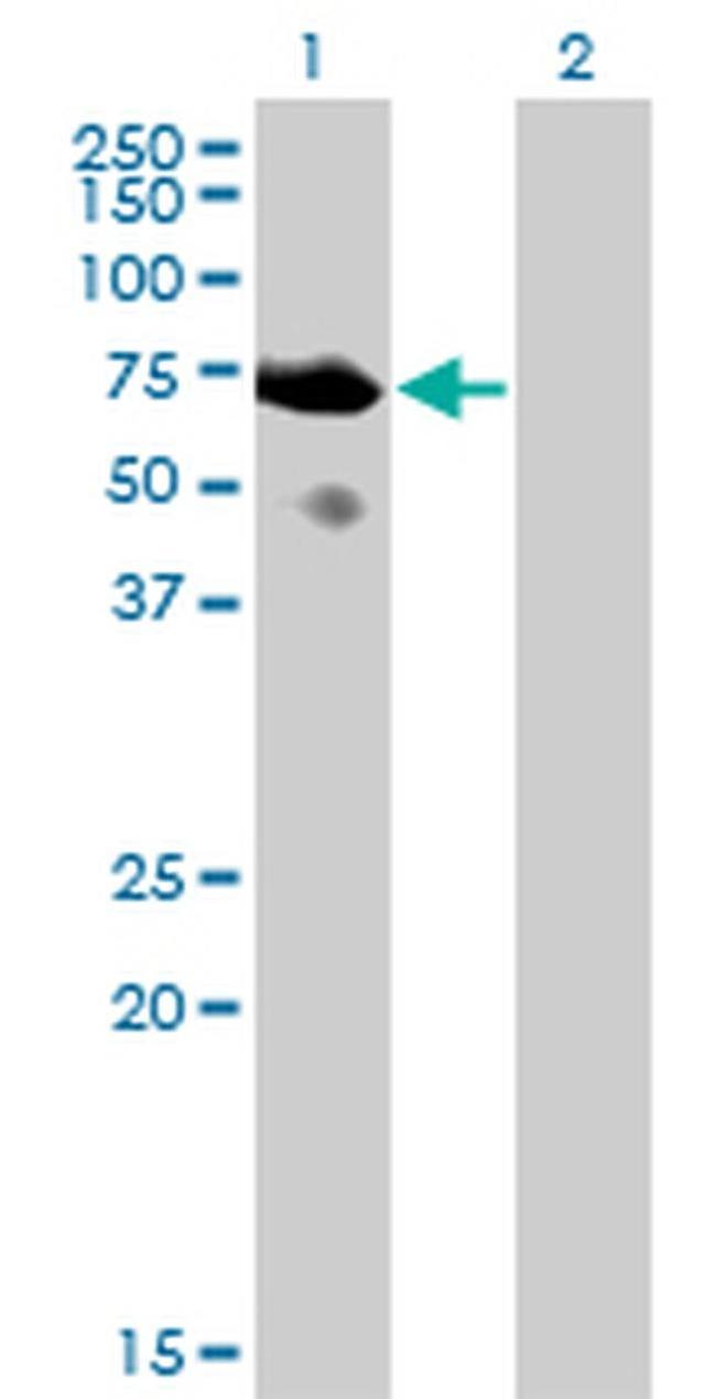 SH2D3A Antibody in Western Blot (WB)