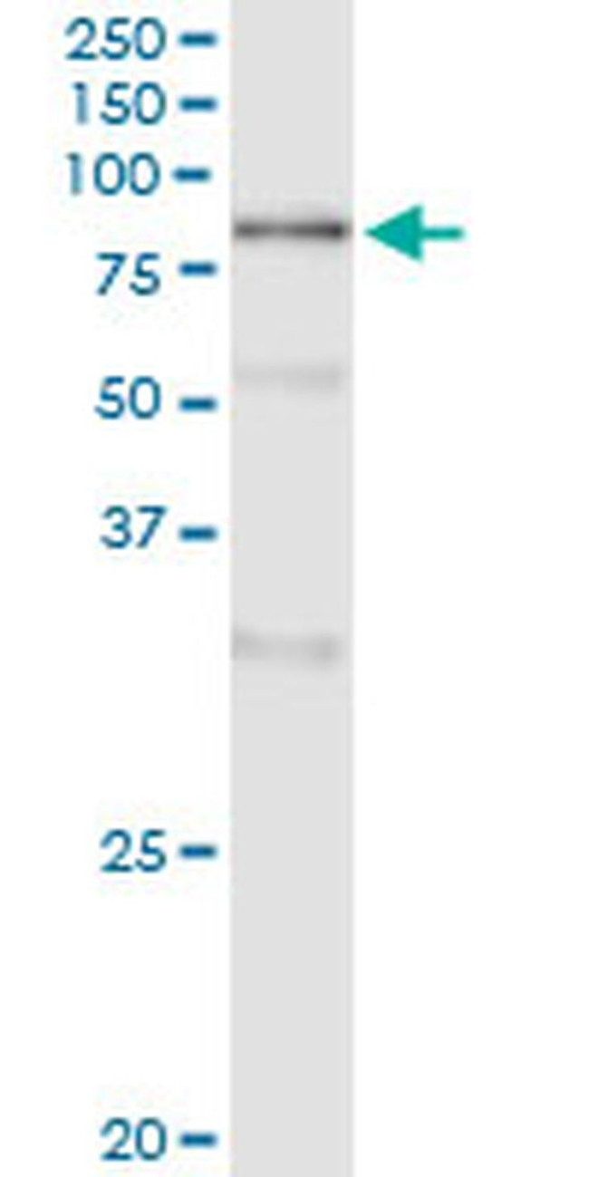 POLA2 Antibody in Immunoprecipitation (IP)