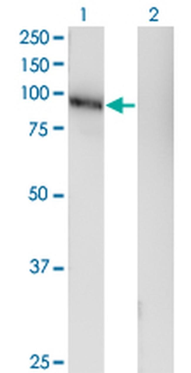 LRRC4C Antibody in Western Blot (WB)