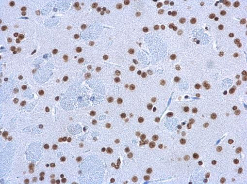 5-hydroxymethylcytosine Antibody in Immunohistochemistry (Paraffin) (IHC (P))