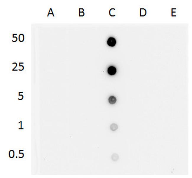 5-hydroxymethylcytosine Antibody in Dot Blot (DB)