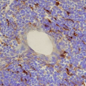 CCL21 Antibody in Immunohistochemistry (Frozen) (IHC (F))