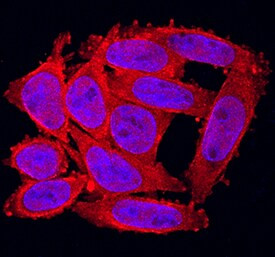 FGF20 Antibody in Immunocytochemistry (ICC/IF)