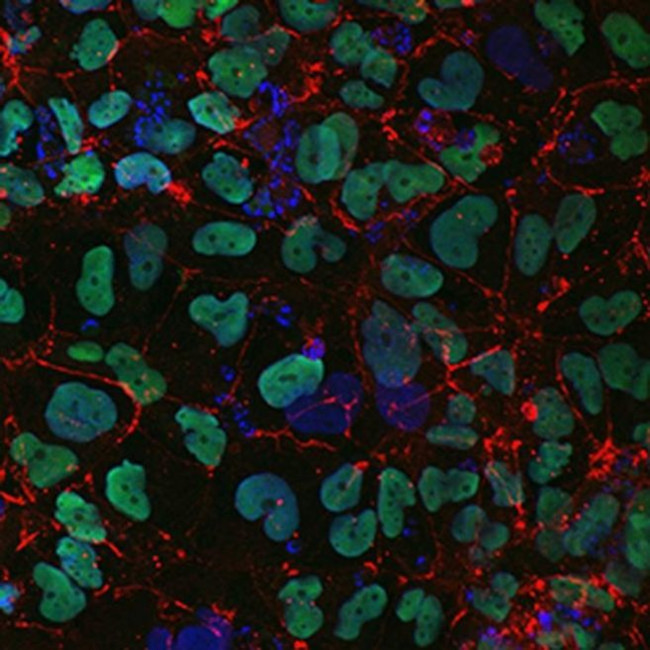 Claudin 6 Antibody in Immunocytochemistry (ICC/IF)