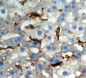 CLEC4F Antibody in Immunohistochemistry (Frozen) (IHC (F))