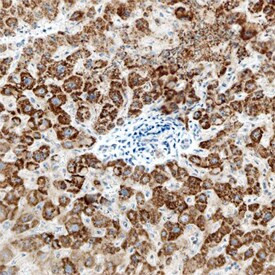 Carbonic Anhydrase VA/VB Antibody in Immunohistochemistry (Paraffin) (IHC (P))