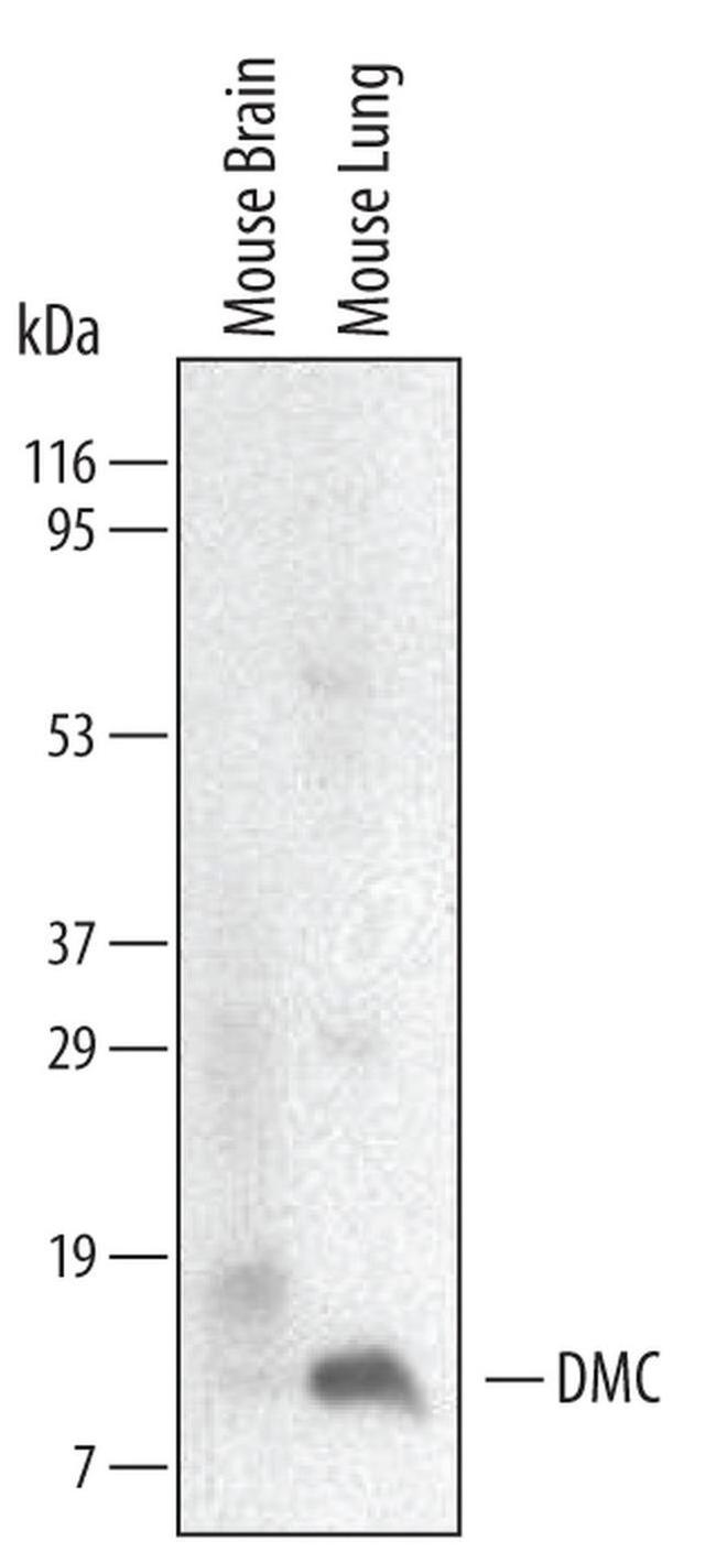 CXCL17 Antibody in Western Blot (WB)