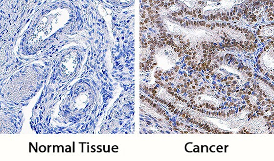 PYGO2 Antibody in Immunohistochemistry (Paraffin) (IHC (P))