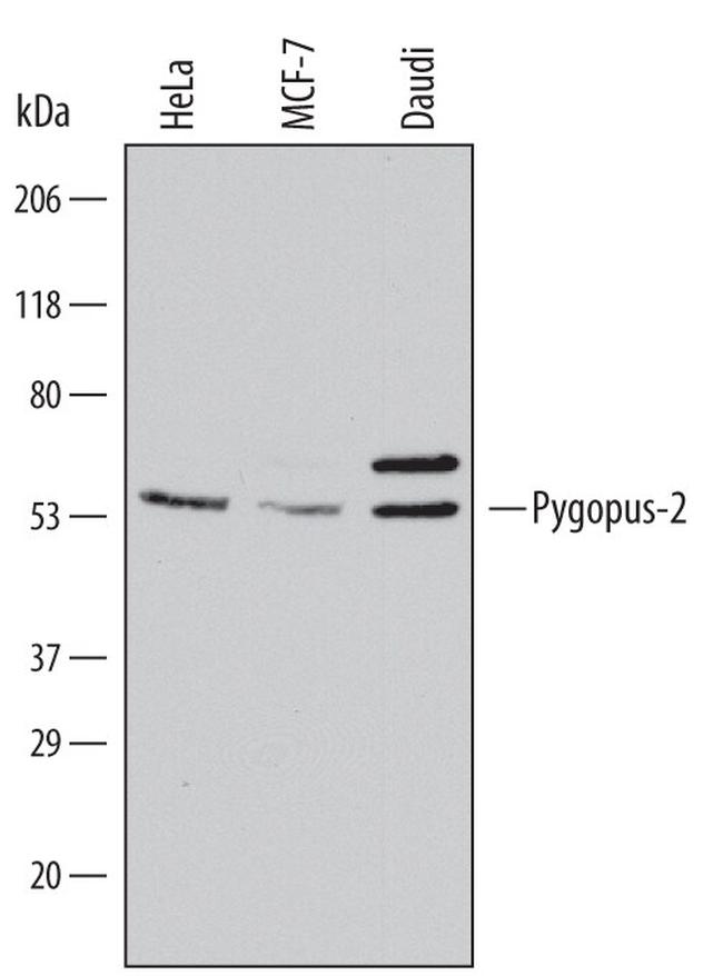 PYGO2 Antibody in Western Blot (WB)