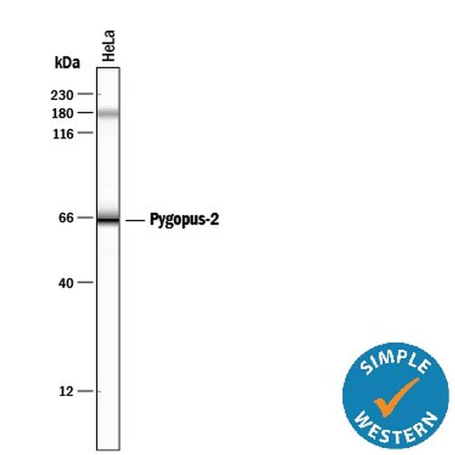 PYGO2 Antibody in Western Blot (WB)