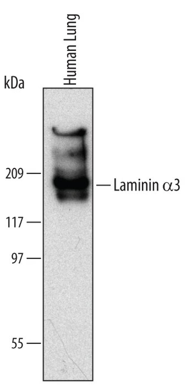 Laminin alpha-3 Antibody in Western Blot (WB)