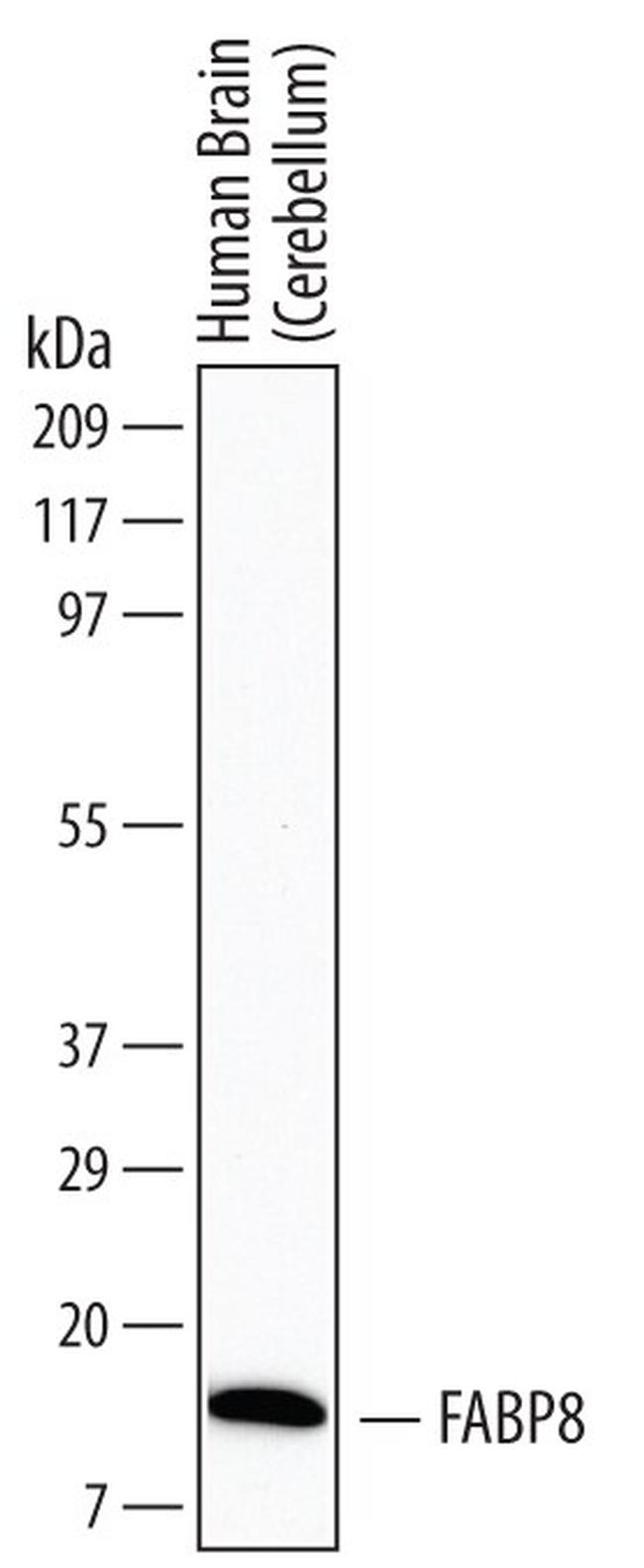 FABP8 Antibody in Western Blot (WB)