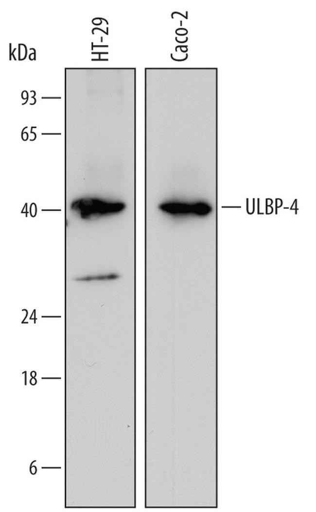 N2DL4 Antibody in Western Blot (WB)