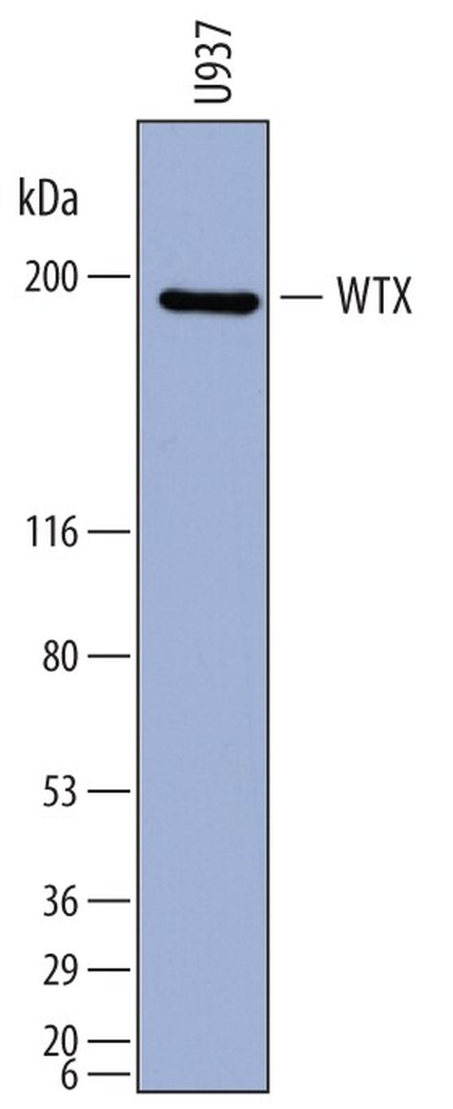 AMER1 Antibody in Western Blot (WB)