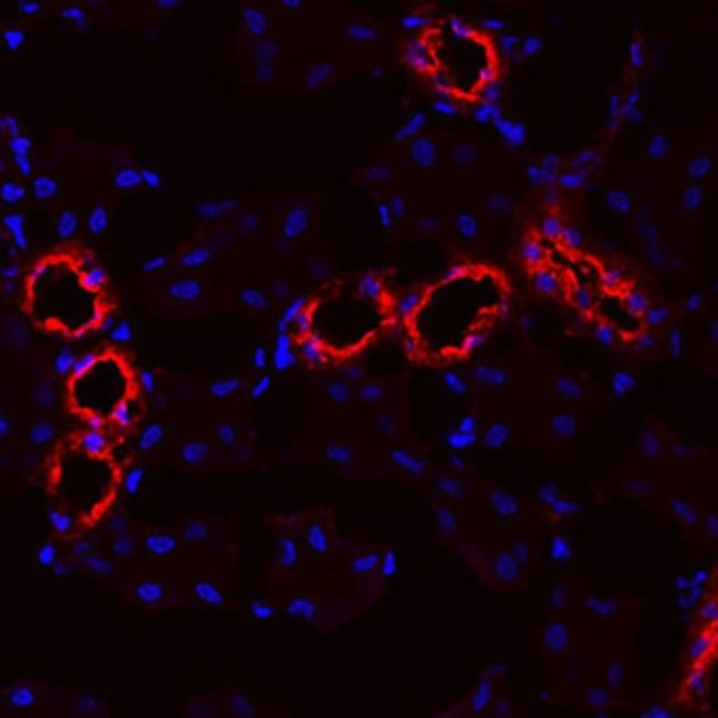 Uromodulin Antibody in Immunohistochemistry (Frozen) (IHC (F))