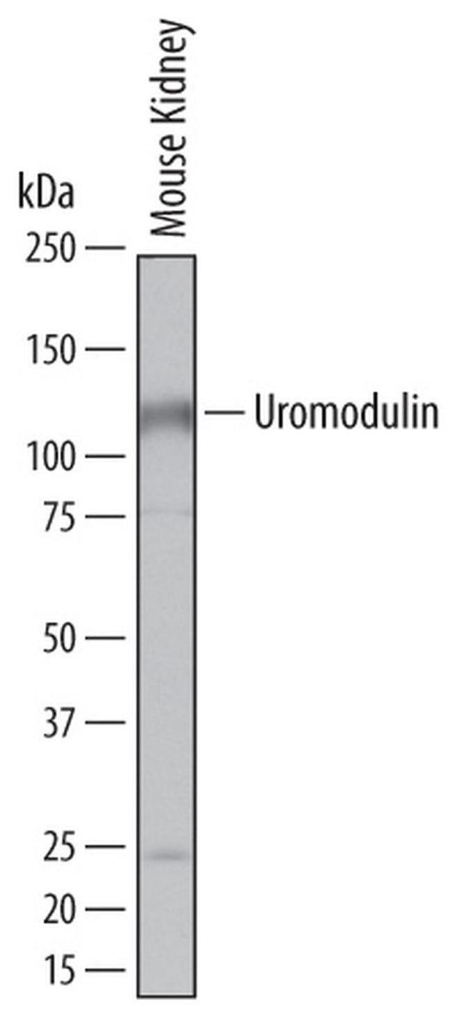 Uromodulin Antibody in Western Blot (WB)