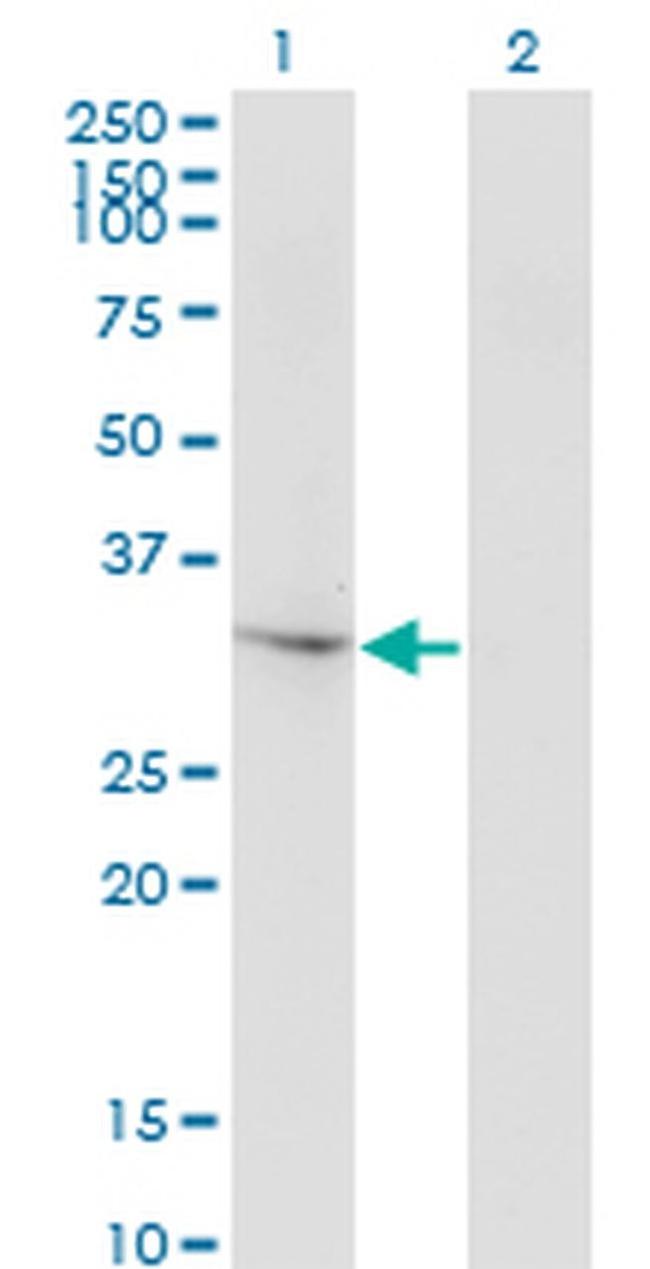 THG1L Antibody in Western Blot (WB)