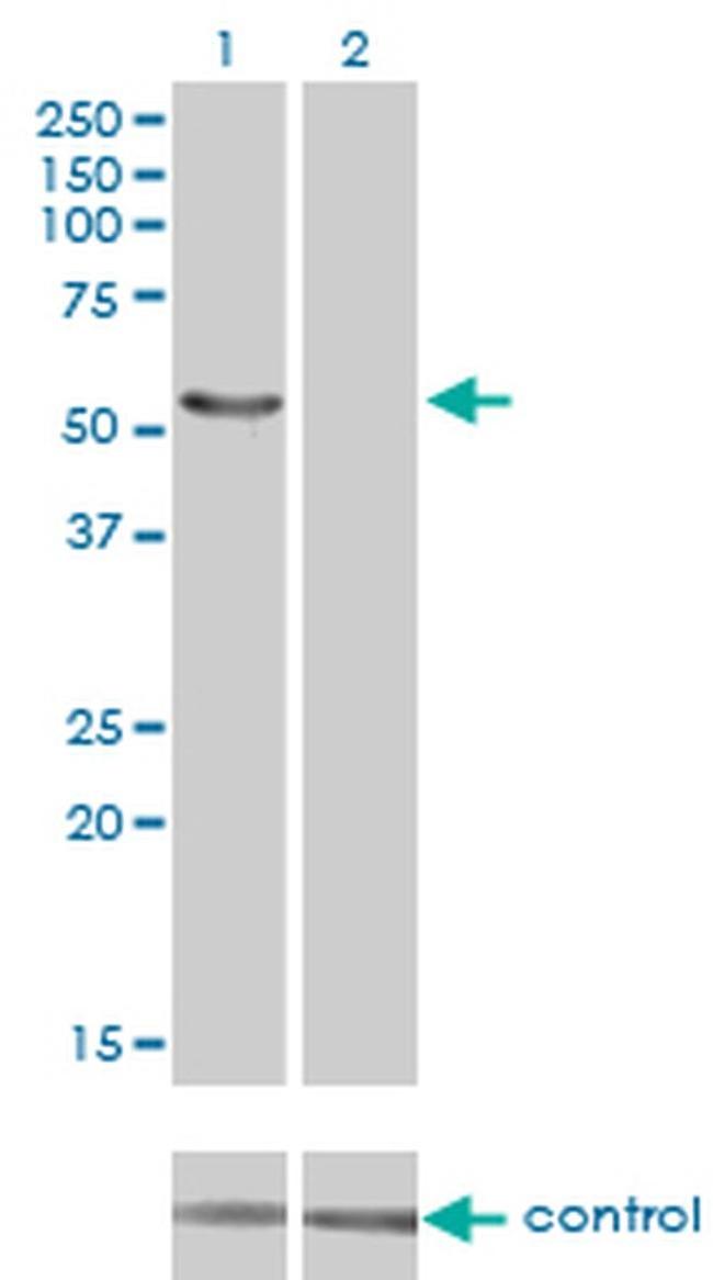 IRX6 Antibody in Western Blot (WB)