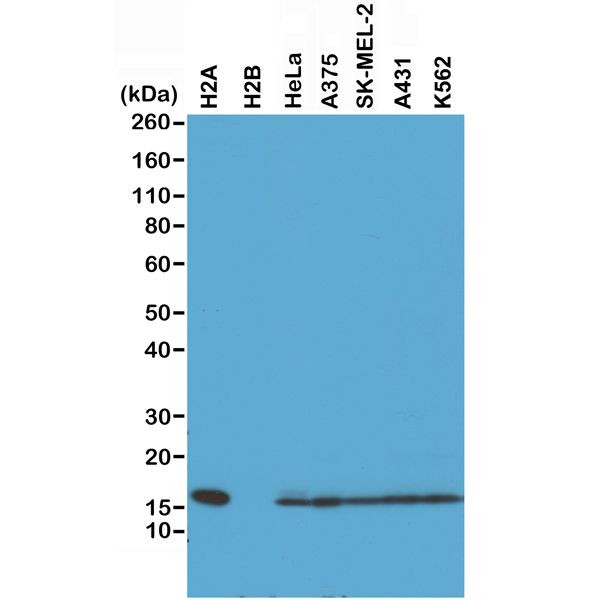 Histone H2A Antibody in Western Blot (WB)