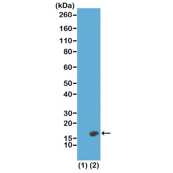 H3K23me2 Antibody in Western Blot (WB)