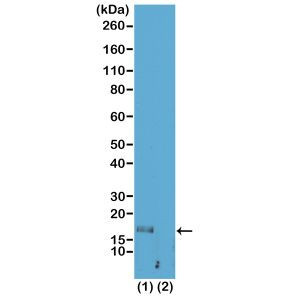 H3K56me1 Antibody in Western Blot (WB)