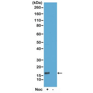 Phospho-Histone H3 (Thr6) Antibody in Western Blot (WB)