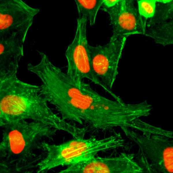 H4R3me1 Antibody in Immunocytochemistry (ICC/IF)