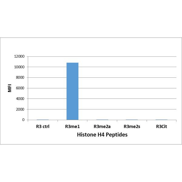 H4R3me1 Antibody in Luminex (LUM)