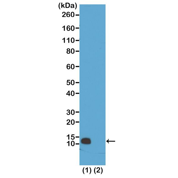 H4R3me1 Antibody in Western Blot (WB)