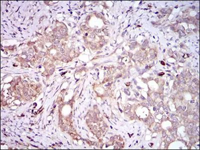 PON1 Antibody in Immunohistochemistry (Paraffin) (IHC (P))