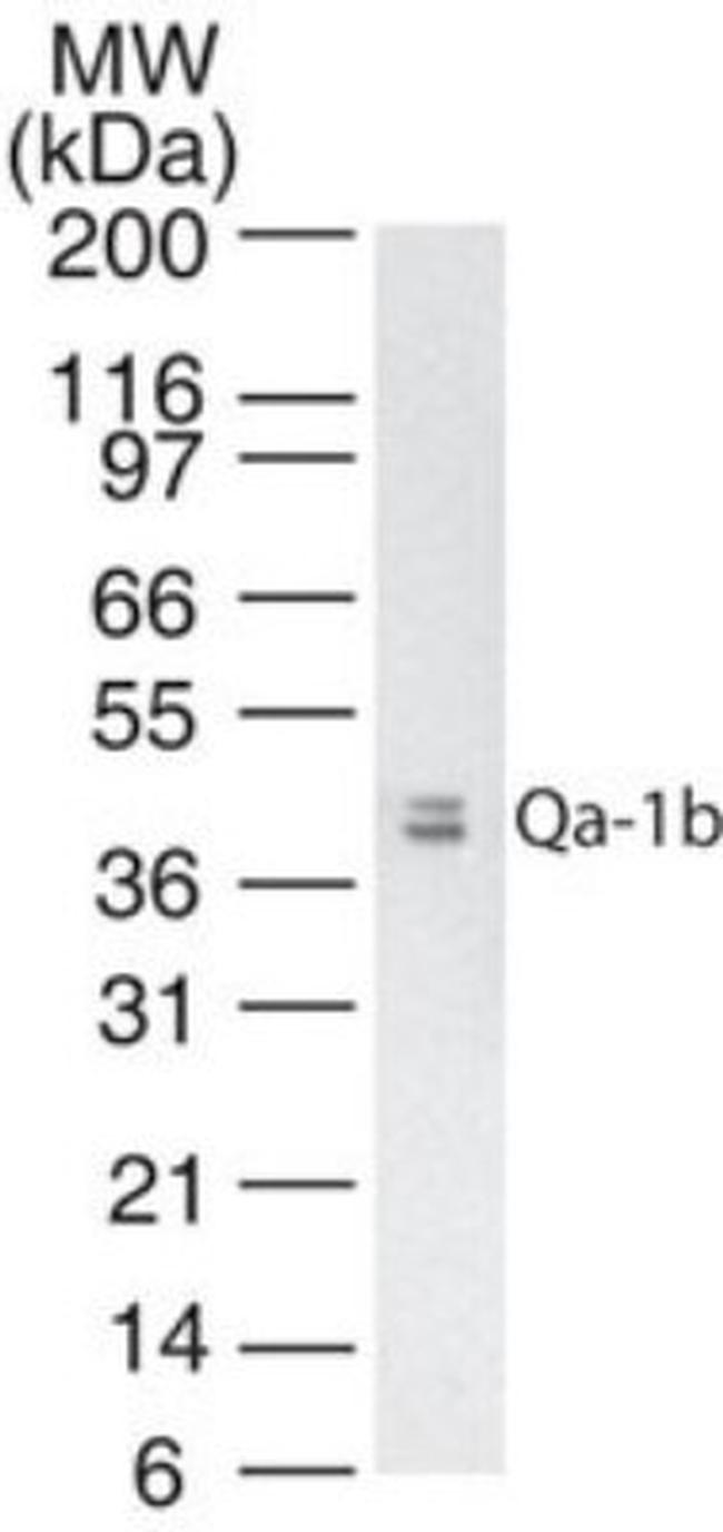 QA-1b Antibody in Western Blot (WB)