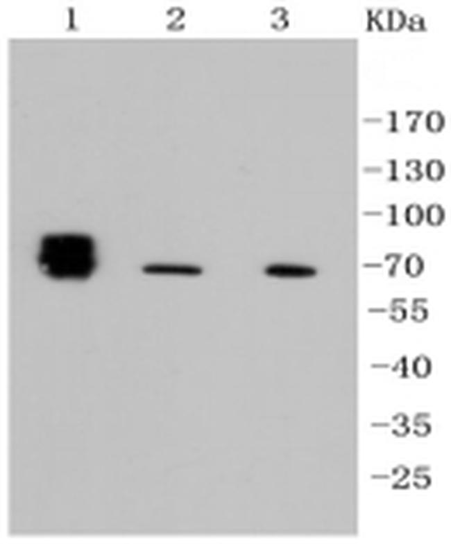 ALPL Antibody in Western Blot (WB)
