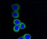 RPS3 Antibody in Immunocytochemistry (ICC/IF)