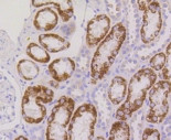 RPS3 Antibody in Immunohistochemistry (Paraffin) (IHC (P))