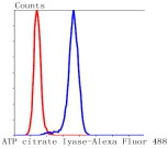 ATP Citrate Lyase Antibody in Flow Cytometry (Flow)