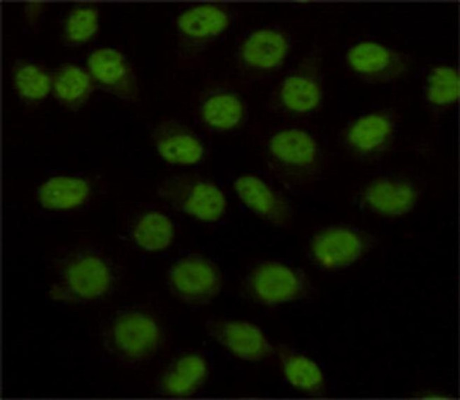 LSD1 Antibody in Immunocytochemistry (ICC/IF)