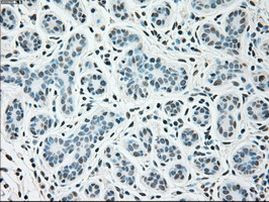 SIGLEC9 Antibody in Immunohistochemistry (Paraffin) (IHC (P))