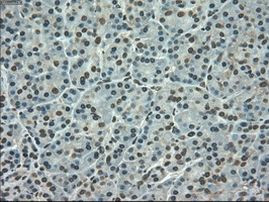 SLC7A8 Antibody in Immunohistochemistry (Paraffin) (IHC (P))