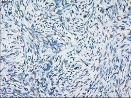 NAT8 Antibody in Immunohistochemistry (Paraffin) (IHC (P))