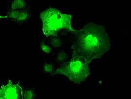 NEK6 Antibody in Immunocytochemistry (ICC/IF)