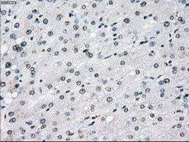 Cytochrome P450 Reductase Antibody in Immunohistochemistry (Paraffin) (IHC (P))