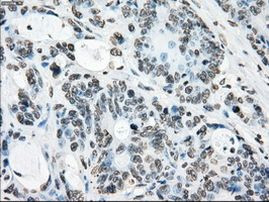 Cytochrome P450 Reductase Antibody in Immunohistochemistry (Paraffin) (IHC (P))