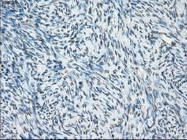 Cytochrome P450 Reductase Antibody in Immunohistochemistry (Paraffin) (IHC (P))