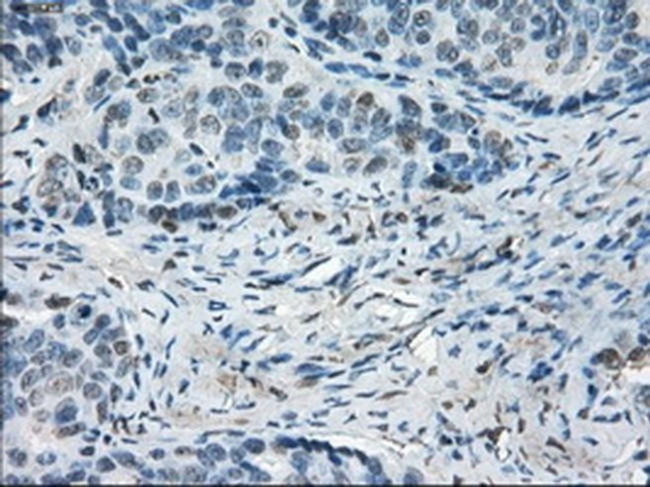 LTA4H Antibody in Immunohistochemistry (Paraffin) (IHC (P))