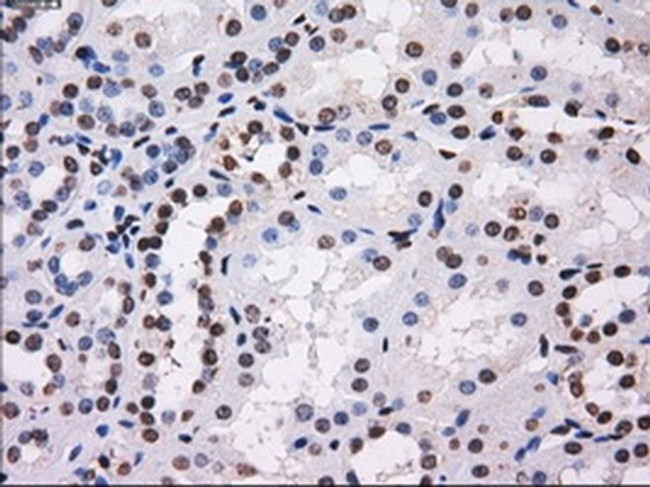 BTN3A2 Antibody in Immunohistochemistry (Paraffin) (IHC (P))