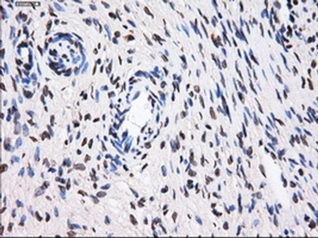 BTN3A2 Antibody in Immunohistochemistry (Paraffin) (IHC (P))