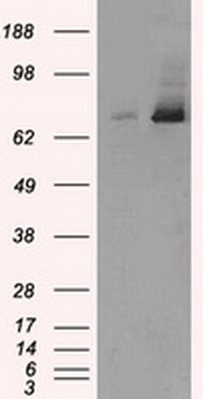 TTLL12 Antibody in Western Blot (WB)