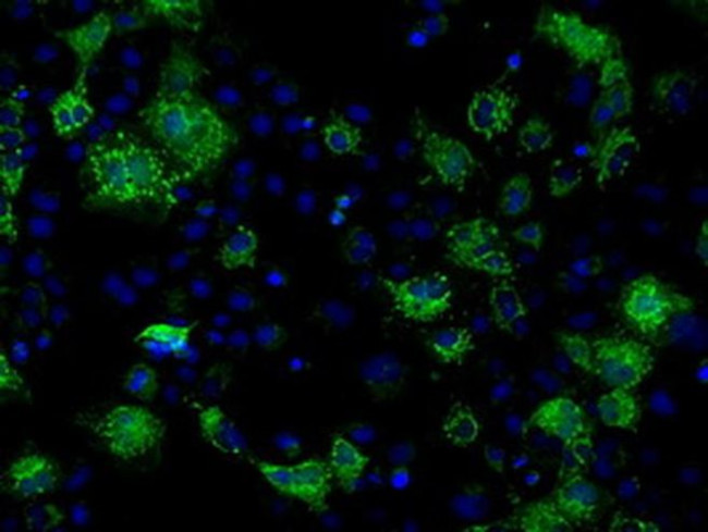 FAHD2A Antibody in Immunocytochemistry (ICC/IF)