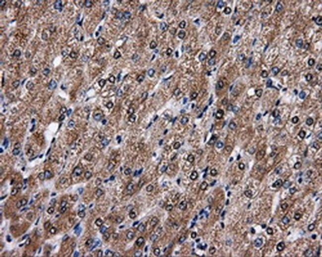 FAHD2A Antibody in Immunohistochemistry (Paraffin) (IHC (P))